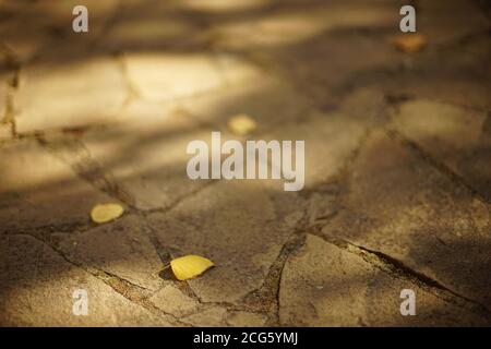Trockene Birkenblätter auf der wilden Steinstraße im sonnigen Herbsttag. Stockfoto