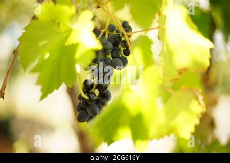 Dunkelblaue Weinrebe hängen auf dem Ast in der Garten Stockfoto