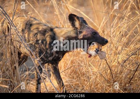 Der afrikanische Wilde Hund, Lycaon pictus, hat einen Impala-Kopf im Mund. Eine bedrohte Art im South Luangwa National Park, Sambia, Afrika. Stockfoto