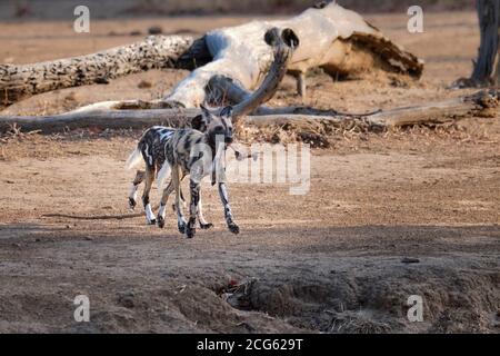 Zwei afrikanische Wildhunde, Lycaon pictus, gehen zur Kamera. Eine gefährdete Art. South Luangwa National Park, Sambia, Afrika. Stockfoto