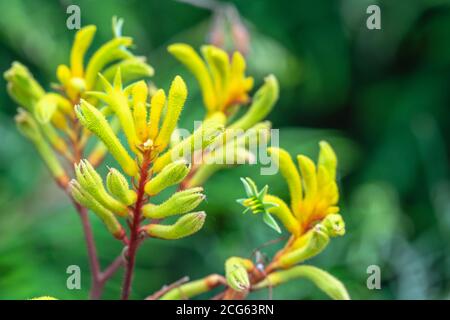 Kängurupfote ist der gebräuchliche Name für eine Reihe von Arten, in zwei Gattungen der Familie Haemodoraceae, die im Südwesten des Westens endemisch sind Stockfoto