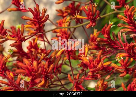 Kängurupfote ist der gebräuchliche Name für eine Reihe von Arten, in zwei Gattungen der Familie Haemodoraceae, die im Südwesten des Westens endemisch sind Stockfoto