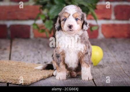 Mini Aussiedoodle Welpe sitzt auf Holzboden mit Ziegelwand Und Äpfel im Hintergrund Stockfoto