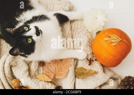 Gemütlicher Herbst. Niedliche Katze entspannt auf warmem Strickpullover mit Kürbis, Herbstblättern, Kegel und Eicheln. Rustikales Bild, Draufsicht. Hallo Herbst! Stockfoto