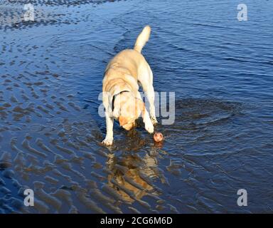 Golden labrador spielt mit einem Ball auf nassem Sand. Stockfoto