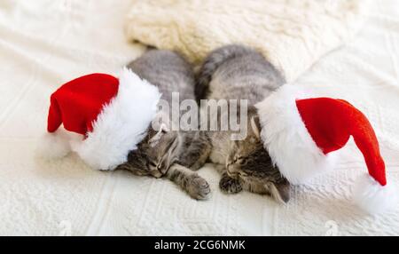 Weihnachtskatzen. Cute tabby Kätzchen schlafen zusammen in weihnachtsmützen. Weihnachtsmann Hüte auf Pretty Baby Katze. Kinder Tier Kitty und gemütliches Zuhause Konzept Stockfoto