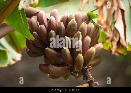 Nahaufnahme der Frische Organische von Red Banana Bündel Stockfoto