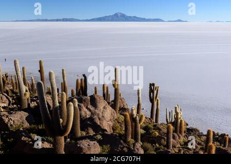 Kakteen wachsen auf Incahuasi, Uyuni Salzebene, Altiplano, Bolivien Stockfoto