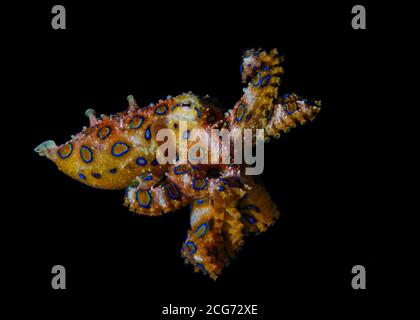 Blue Ringed Octopus Attacking, Lembeh Strait, Indonesien Stockfoto