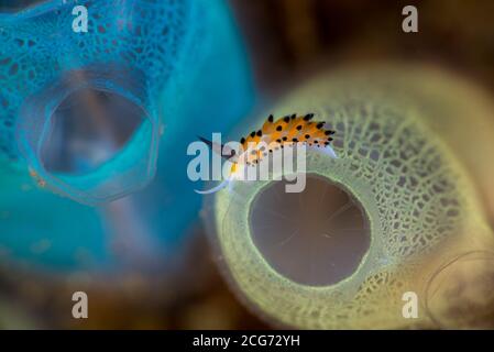 Nahaufnahme einer Meeresschnecke unter Wasser, Lembeh Strait, Indonesien Stockfoto