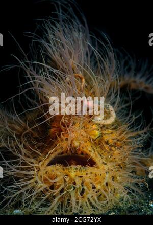 Porträt eines Hairy Anglerfisches, Lembeh Strait, Indonesien Stockfoto