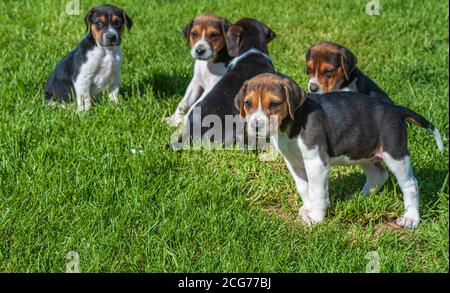 Belvoir, Lincolnshire, UK - Foxhound Welpen im Belvoir Hunt Kennels Stockfoto