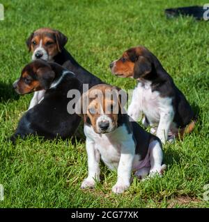 Belvoir, Lincolnshire, UK - Foxhound Welpen im Belvoir Hunt Kennels Stockfoto