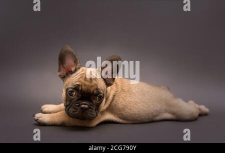 Studio Porträt von liebenswert Französisch Bulldogge Welpen beige Farbe. Niedlichen kleinen Welpen auf einem grauen Hintergrund. Stockfoto