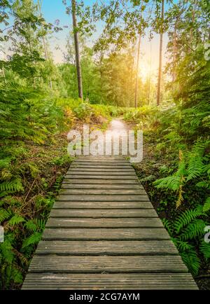 Wanderweg mit kleiner Holzbrücke im sonnigen Sommerwald. Stockfoto