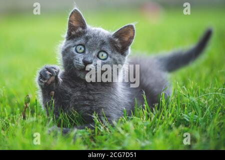 Entzückende kleine Kätzchen auf dem Gartengras. Britische blaue Katze. Stockfoto