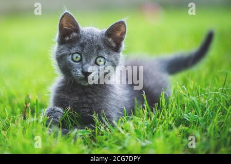 Entzückende kleine Kätzchen auf dem Gartengras. Britische blaue Katze. Stockfoto