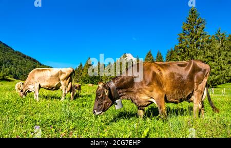 Weidende Kühe in den Schweizer Alpen Stockfoto