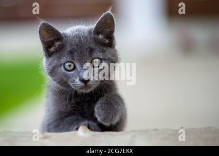 Liebenswert kleine Kätzchen spielen. Britische blaue Katze. Stockfoto