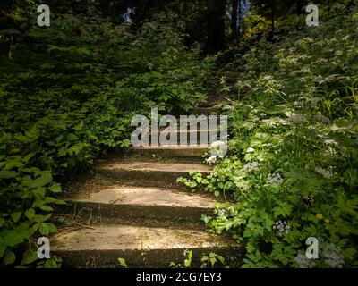 Lange geschwungene alte Steintreppe umgeben von schwerem Wachstum von grünem Gras und Sträuchern und verschwinden in der Tiefe des Waldparks. Stockfoto