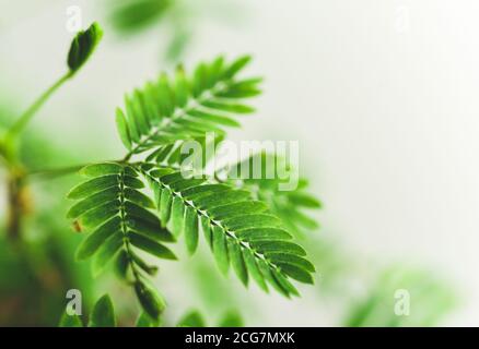 Professionelle Makro-Fotografie von Mimosa pudica, auch als empfindliche Pflanze, schläfrige Pflanze, Aktion Pflanze. Stockfoto