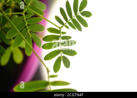 Professionelle Makro-Fotografie von Mimosa pudica, auch als empfindliche Pflanze, schläfrige Pflanze, Aktion Pflanze. Stockfoto