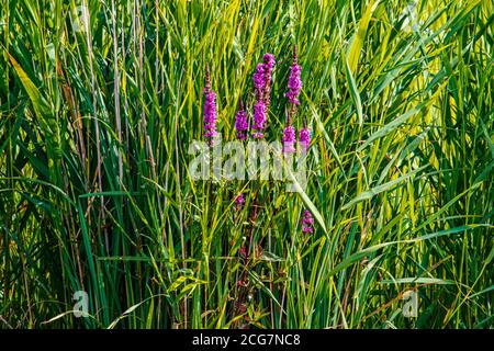 Gewöhnliche Blutweiderich (Lythrum Salicaria) Stockfoto