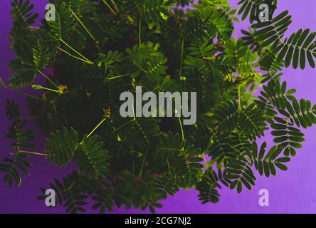 Professionelle Makro-Fotografie von Mimosa pudica, auch als empfindliche Pflanze, schläfrige Pflanze, Aktion Pflanze. Stockfoto