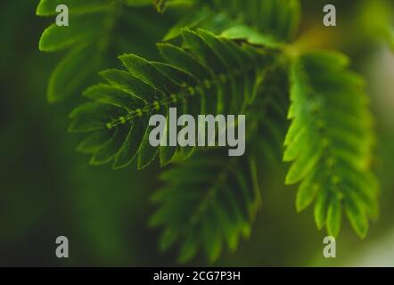 Professionelle Makro-Fotografie von Mimosa pudica, auch als empfindliche Pflanze, schläfrige Pflanze, Aktion Pflanze. Stockfoto
