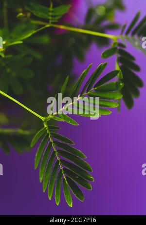 Professionelle Makro-Fotografie von Mimosa pudica, auch als empfindliche Pflanze, schläfrige Pflanze, Aktion Pflanze. Stockfoto