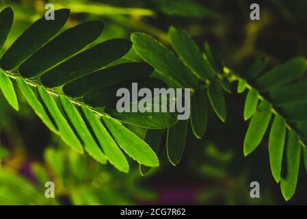 Professionelle Makro-Fotografie von Mimosa pudica, auch als empfindliche Pflanze, schläfrige Pflanze, Aktion Pflanze. Stockfoto