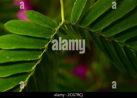 Professionelle Makro-Fotografie von Mimosa pudica, auch als empfindliche Pflanze, schläfrige Pflanze, Aktion Pflanze. Stockfoto