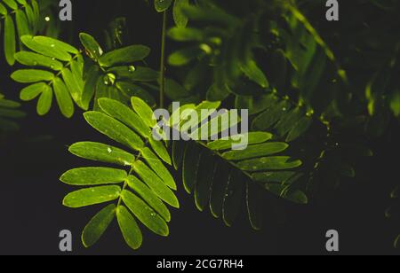 Professionelle Makro-Fotografie von Mimosa pudica, auch als empfindliche Pflanze, schläfrige Pflanze, Aktion Pflanze. Stockfoto
