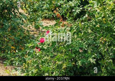 Helle Blüten und Hagebutten auf einem grünen Busch. Foto aufgenommen in Tscheljabinsk, Russland. Stockfoto