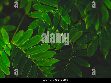 Professionelle Makro-Fotografie von Mimosa pudica, auch als empfindliche Pflanze, schläfrige Pflanze, Aktion Pflanze. Stockfoto