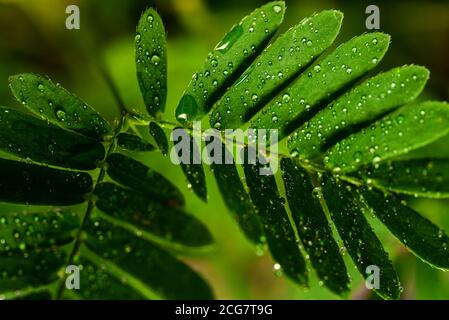 Professionelle Makro-Fotografie von Mimosa pudica, auch als empfindliche Pflanze, schläfrige Pflanze, Aktion Pflanze. Stockfoto