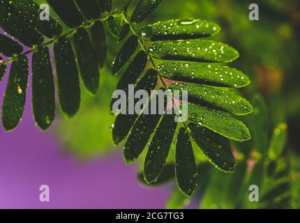 Professionelle Makro-Fotografie von Mimosa pudica, auch als empfindliche Pflanze, schläfrige Pflanze, Aktion Pflanze. Stockfoto
