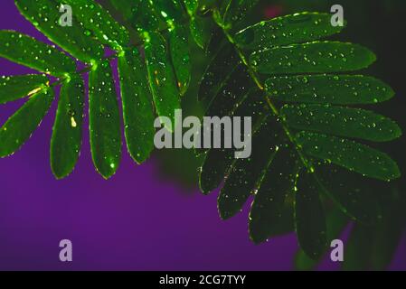 Professionelle Makro-Fotografie von Mimosa pudica, auch als empfindliche Pflanze, schläfrige Pflanze, Aktion Pflanze. Stockfoto