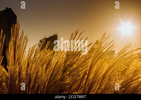 Chinesisches Silbergras, Maiden Grass, Miscanthus chinese, Miscanthus sinensis beleuchtet durch weiches Abendlicht, Herbsthintergrund, Nahaufnahme Stockfoto