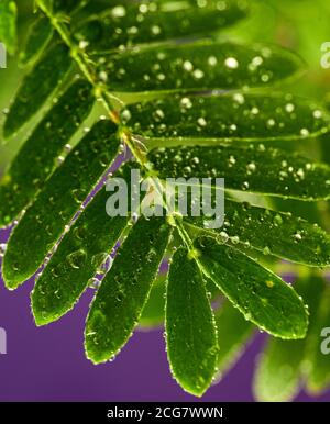 Professionelle Makro-Fotografie von Mimosa pudica, auch als empfindliche Pflanze, schläfrige Pflanze, Aktion Pflanze. Stockfoto