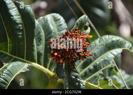 brasilianische Flora cerrado bioma Blume tropische Blume Nahaufnahme erschossen Stockfoto