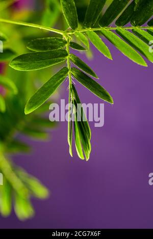 Professionelle Makro-Fotografie von Mimosa pudica, auch als empfindliche Pflanze, schläfrige Pflanze, Aktion Pflanze. Stockfoto