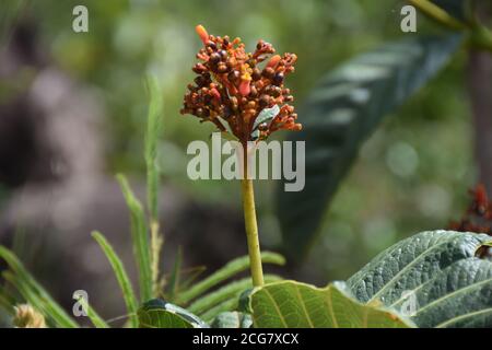 brasilianische Flora cerrado bioma Blume tropische Blume Nahaufnahme erschossen Stockfoto