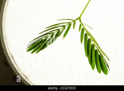 Professionelle Makro-Fotografie von Mimosa pudica, auch als empfindliche Pflanze, schläfrige Pflanze, Aktion Pflanze. Stockfoto