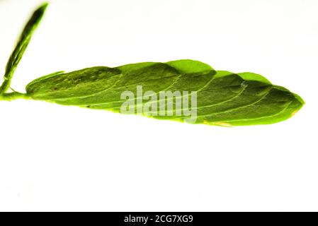 Professionelle Makro-Fotografie von Mimosa pudica, auch als empfindliche Pflanze, schläfrige Pflanze, Aktion Pflanze. Stockfoto