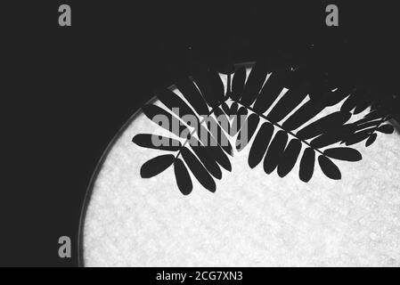 Professionelle Makro-Fotografie von Mimosa pudica, auch als empfindliche Pflanze, schläfrige Pflanze, Aktion Pflanze. Stockfoto