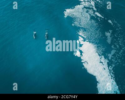 Zwei gemeinsam schwimmende Südliche Right Wals, Hermanus, Südafrika Stockfoto