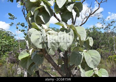 brasilianische Flora cerrado bioma Blume tropische Blume Nahaufnahme erschossen Stockfoto