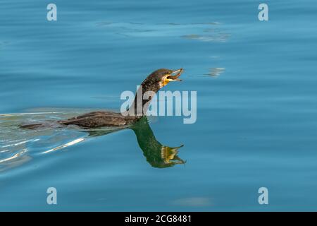 Toller cormoran, der einen Fisch im Meer isst Stockfoto