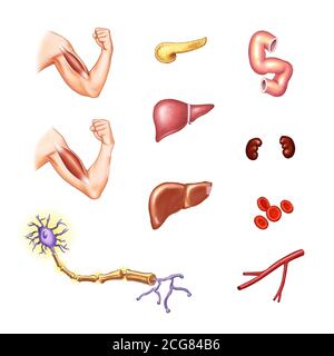 Anatomische Illustrationen von menschlichen Organen Stockfoto